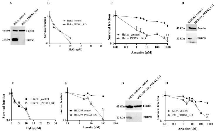 https://cdn.ncbi.nlm.nih.gov/pmc/blobs/1edc/10705171/2d7dbb3b245e/cells-12-02682-g001.jpg
