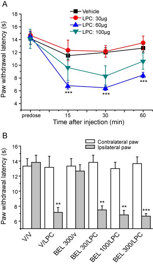 https://cdn.ncbi.nlm.nih.gov/pmc/blobs/1ee3/2822744/0cb438660f40/1744-8069-6-4-4.jpg