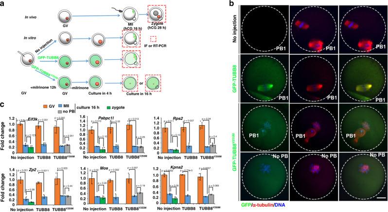 https://cdn.ncbi.nlm.nih.gov/pmc/blobs/1f57/7530992/f09b3d037995/41467_2020_18680_Fig4_HTML.jpg