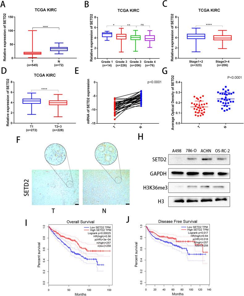 https://cdn.ncbi.nlm.nih.gov/pmc/blobs/1f6c/10442429/666ceb118251/41419_2023_6057_Fig1_HTML.jpg