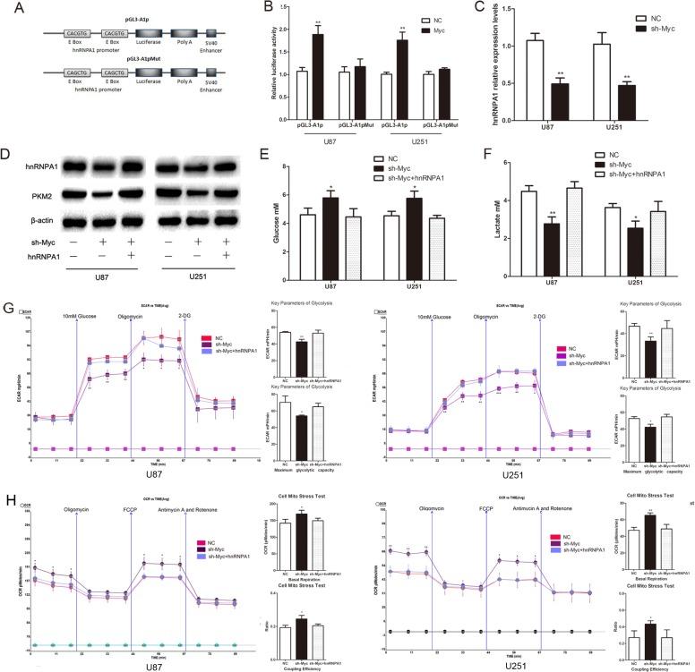 https://cdn.ncbi.nlm.nih.gov/pmc/blobs/1fb1/4536995/1d4bab9547a5/oncotarget-06-13006-g004.jpg