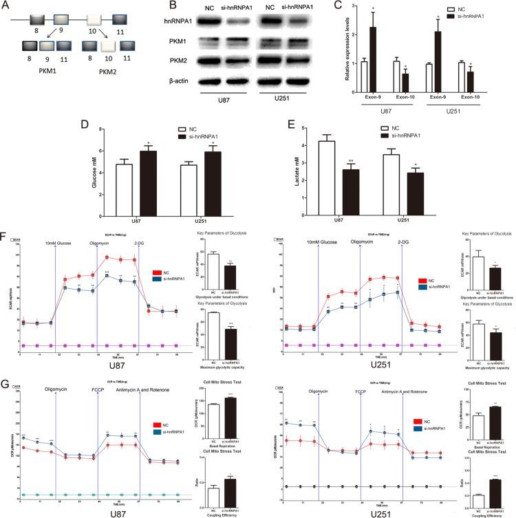 https://cdn.ncbi.nlm.nih.gov/pmc/blobs/1fb1/4536995/5df920d4a8e5/oncotarget-06-13006-g003.jpg