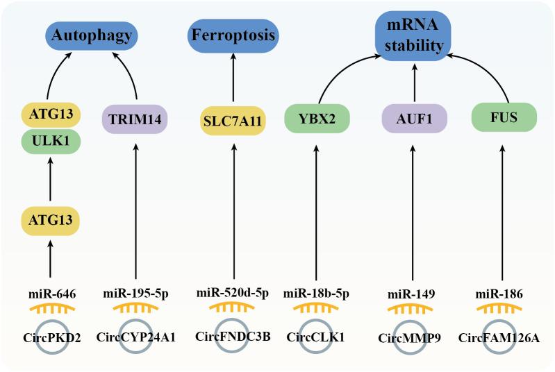 https://cdn.ncbi.nlm.nih.gov/pmc/blobs/1fb5/12176845/83693c71ae24/fonc-15-1555002-g007.jpg