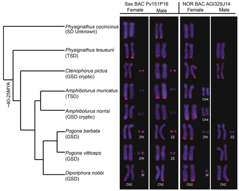 https://cdn.ncbi.nlm.nih.gov/pmc/blobs/1fb5/6895791/f584c81d3db7/genes-10-00861-g001.jpg