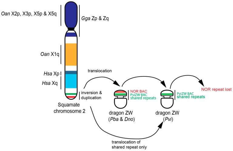 https://cdn.ncbi.nlm.nih.gov/pmc/blobs/1fb5/6895791/f98a837f5b74/genes-10-00861-g004.jpg