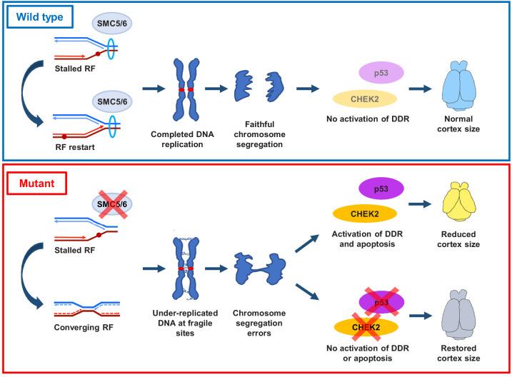 https://cdn.ncbi.nlm.nih.gov/pmc/blobs/1fea/7723410/8047c0077df0/elife-61171-fig7.jpg
