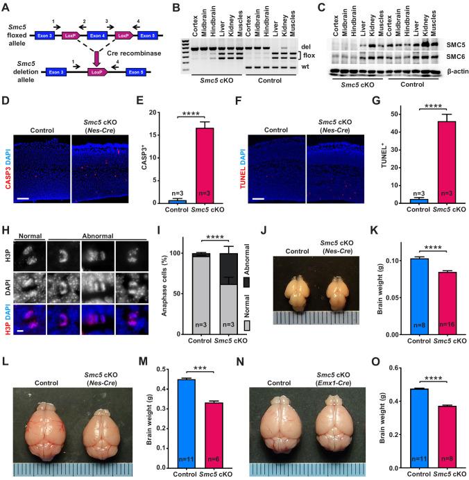 https://cdn.ncbi.nlm.nih.gov/pmc/blobs/1fea/7723410/c94d6186852c/elife-61171-fig1.jpg
