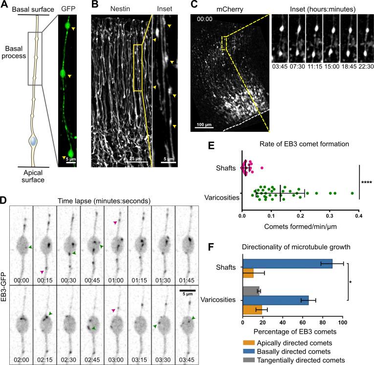 https://cdn.ncbi.nlm.nih.gov/pmc/blobs/1ff6/8144914/0afbb87bfc8b/JCB_202003151_Fig2.jpg