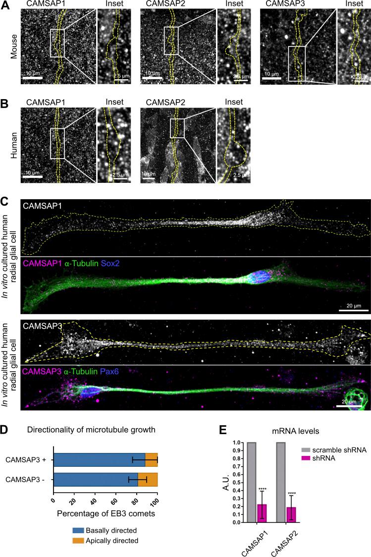 https://cdn.ncbi.nlm.nih.gov/pmc/blobs/1ff6/8144914/2bcfa3bf97ba/JCB_202003151_FigS2.jpg