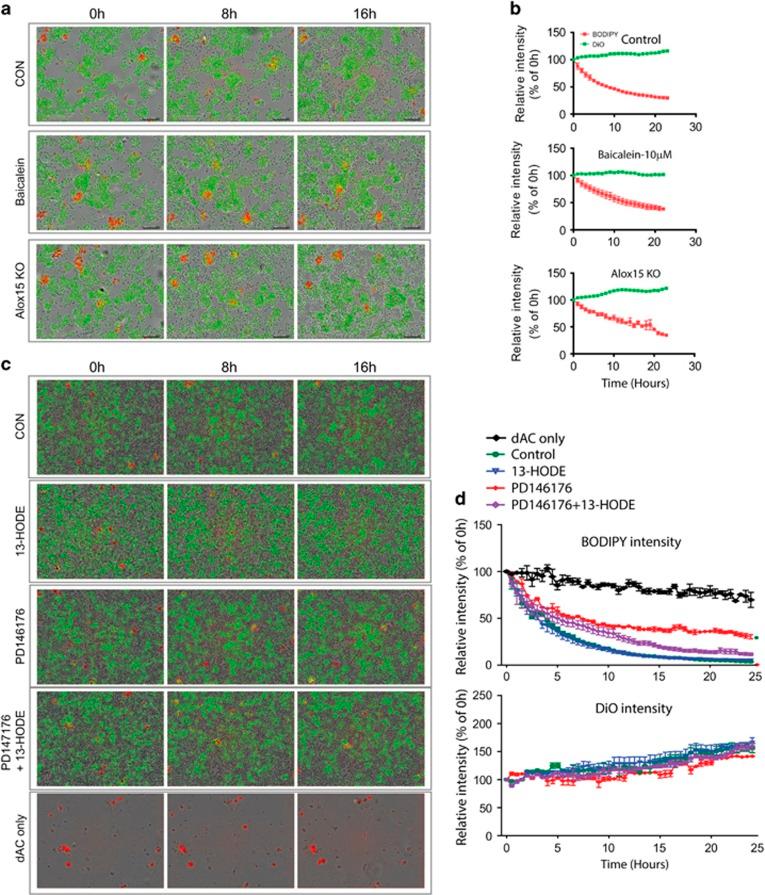 https://cdn.ncbi.nlm.nih.gov/pmc/blobs/202b/5108340/e08d814b694a/cddis2016190f3.jpg