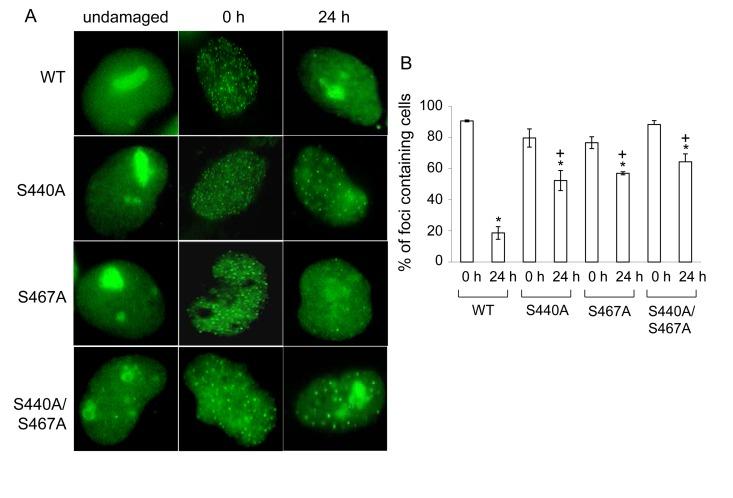 https://cdn.ncbi.nlm.nih.gov/pmc/blobs/2039/3927811/5f9104a9ea76/aging-06-070-g005.jpg