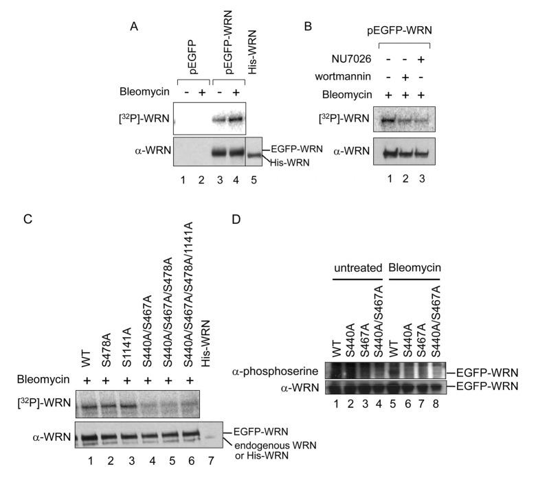 https://cdn.ncbi.nlm.nih.gov/pmc/blobs/2039/3927811/7f9bb0367de3/aging-06-070-g001.jpg
