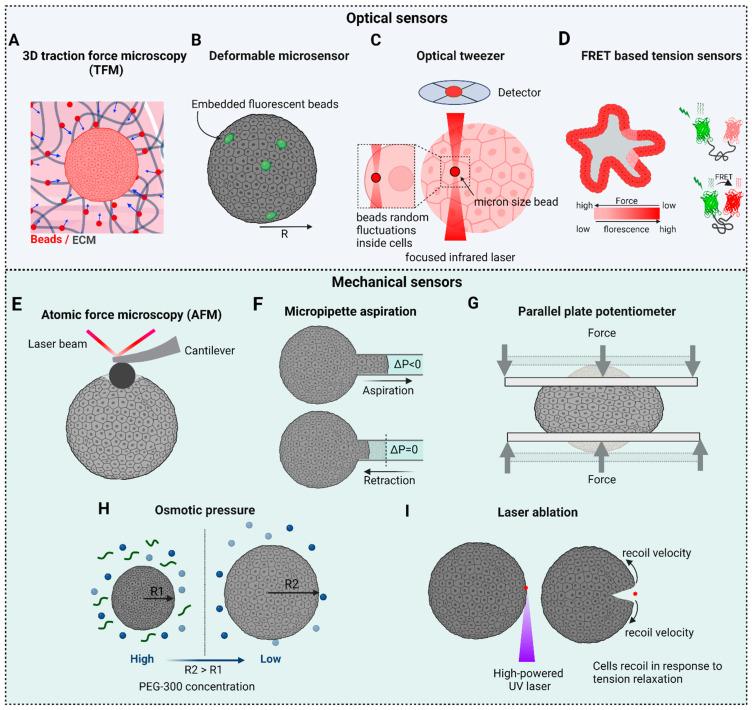 https://cdn.ncbi.nlm.nih.gov/pmc/blobs/2041/10605946/4ddd59533f04/biosensors-13-00905-g006.jpg