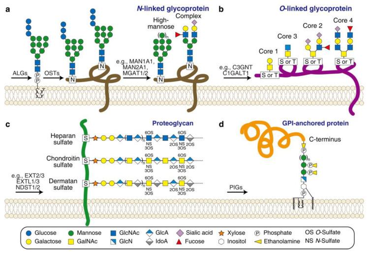 https://cdn.ncbi.nlm.nih.gov/pmc/blobs/2057/10451959/ce6428f96609/bioengineering-10-00884-g004.jpg
