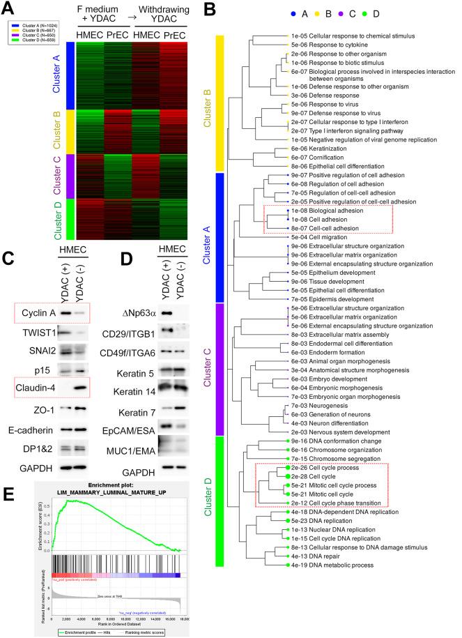 https://cdn.ncbi.nlm.nih.gov/pmc/blobs/2069/11982363/27f5f2669974/41598_2025_95463_Fig2_HTML.jpg
