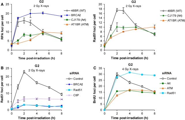 https://cdn.ncbi.nlm.nih.gov/pmc/blobs/206d/2776108/135a8d447ca4/emboj2009276f5.jpg