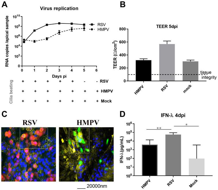 https://cdn.ncbi.nlm.nih.gov/pmc/blobs/2074/7835908/7021ef609dca/viruses-13-00139-g001.jpg