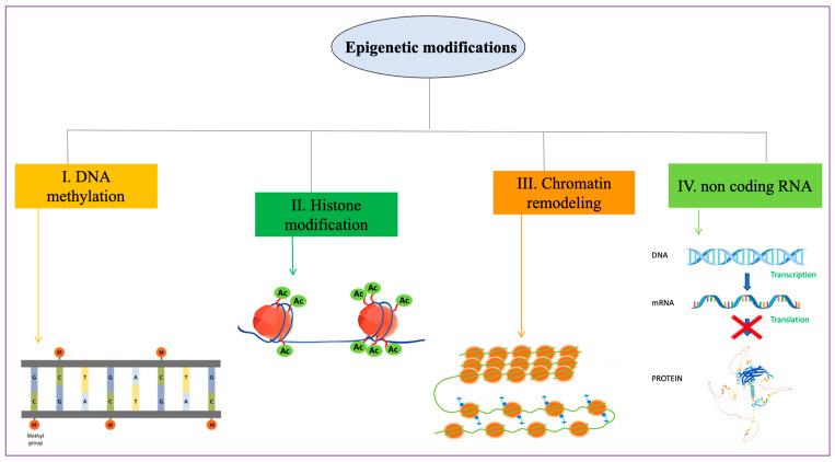 https://cdn.ncbi.nlm.nih.gov/pmc/blobs/20bc/11121722/ef28eb451dae/genes-15-00539-g003.jpg