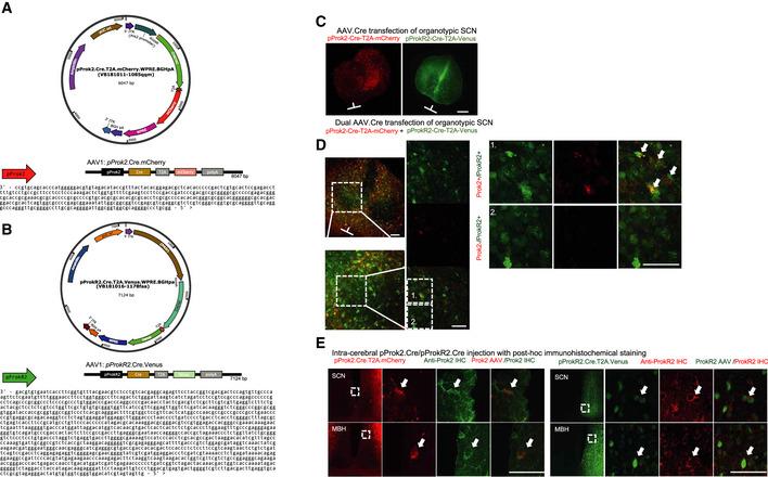 https://cdn.ncbi.nlm.nih.gov/pmc/blobs/20c3/8521297/f356e9141b63/EMBJ-40-e108614-g006.jpg
