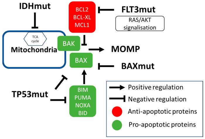 https://cdn.ncbi.nlm.nih.gov/pmc/blobs/20df/10969100/17956b053b18/cancers-16-01091-g002.jpg