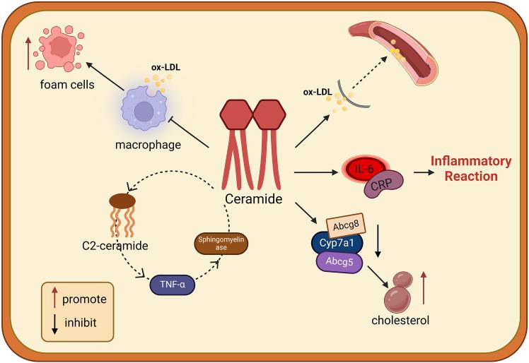 https://cdn.ncbi.nlm.nih.gov/pmc/blobs/213d/11978336/d0db1b2cdf3a/gr2.jpg