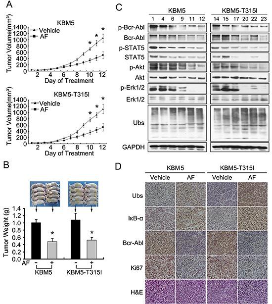 https://cdn.ncbi.nlm.nih.gov/pmc/blobs/2167/4253423/1017a36143ff/oncotarget-05-9118-g006.jpg