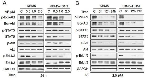https://cdn.ncbi.nlm.nih.gov/pmc/blobs/2167/4253423/164f8965789d/oncotarget-05-9118-g003.jpg