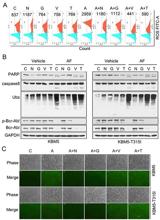 https://cdn.ncbi.nlm.nih.gov/pmc/blobs/2167/4253423/b4fa626d5eee/oncotarget-05-9118-g005.jpg