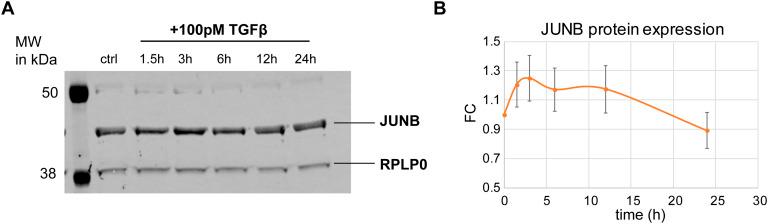 https://cdn.ncbi.nlm.nih.gov/pmc/blobs/216c/11565188/0b6333aeffb6/LSA-2024-02859_FigS9.jpg