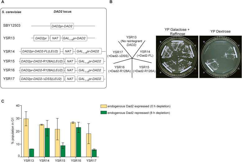 https://cdn.ncbi.nlm.nih.gov/pmc/blobs/217a/10551642/e333ead6968d/LSA-2022-01720_FigS3.jpg