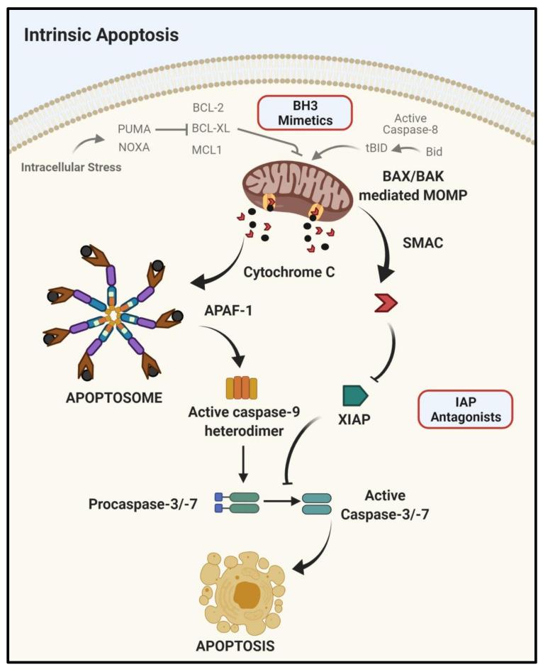 https://cdn.ncbi.nlm.nih.gov/pmc/blobs/218e/8198123/2380b253f6fa/cancers-13-02618-g001.jpg