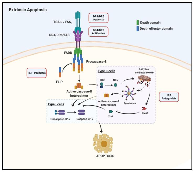 https://cdn.ncbi.nlm.nih.gov/pmc/blobs/218e/8198123/b1b1d212ecc2/cancers-13-02618-g002.jpg