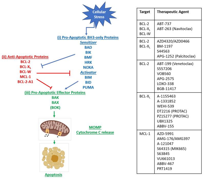 https://cdn.ncbi.nlm.nih.gov/pmc/blobs/218e/8198123/c622bcc1c87c/cancers-13-02618-g003.jpg