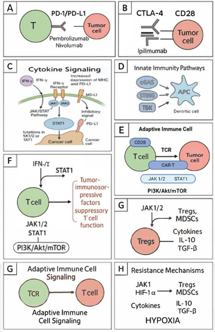 https://cdn.ncbi.nlm.nih.gov/pmc/blobs/219c/12190272/7e66f4ce84c6/cancers-17-02001-g001.jpg