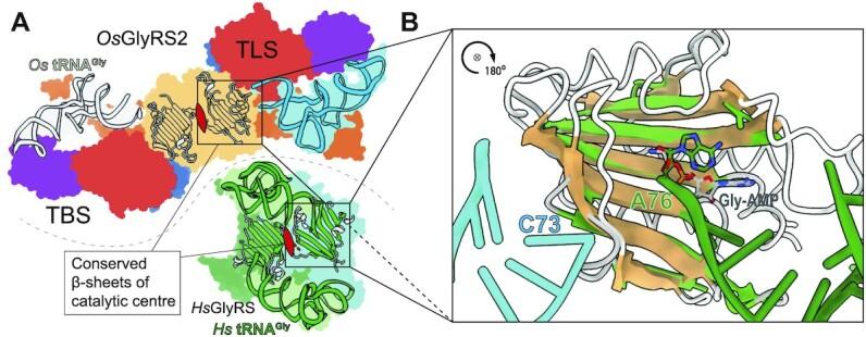 https://cdn.ncbi.nlm.nih.gov/pmc/blobs/21a7/10164559/efb5ea7638a4/gkad144fig6.jpg