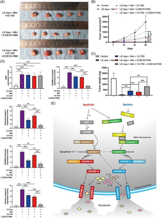 https://cdn.ncbi.nlm.nih.gov/pmc/blobs/21ac/8858618/06db975ace2f/CTM2-12-e727-g008.jpg