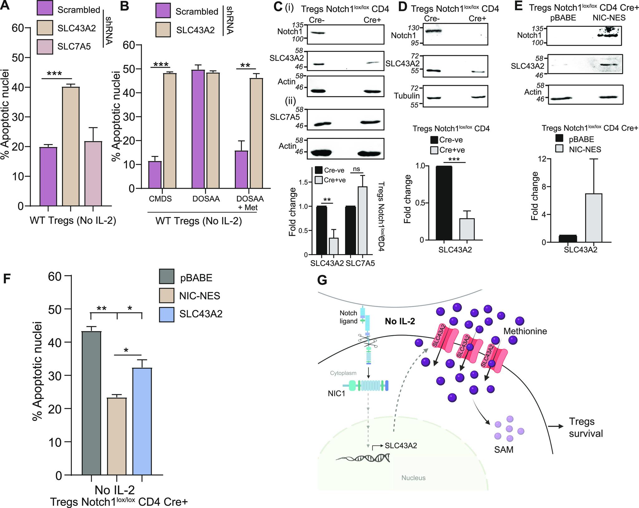 https://cdn.ncbi.nlm.nih.gov/pmc/blobs/21bf/9463494/752f81c3c91c/LSA-2022-01663_Fig4.jpg