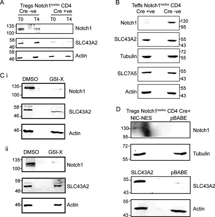 https://cdn.ncbi.nlm.nih.gov/pmc/blobs/21bf/9463494/ff837da51d04/LSA-2022-01663_FigS5.jpg