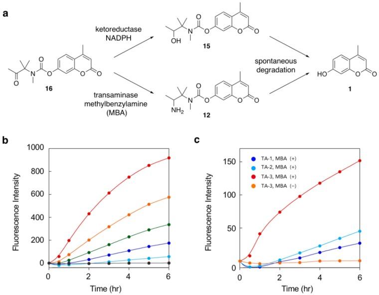 https://cdn.ncbi.nlm.nih.gov/pmc/blobs/21cc/7249185/ac8b4e1a651f/molecules-25-02153-g004.jpg