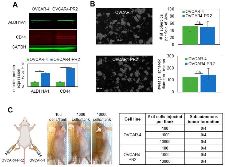 https://cdn.ncbi.nlm.nih.gov/pmc/blobs/21ee/9496900/a513c25895ca/cancers-14-04535-g006.jpg