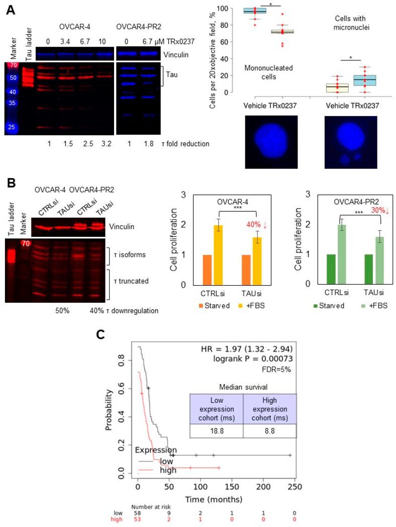 https://cdn.ncbi.nlm.nih.gov/pmc/blobs/21ee/9496900/d9f8c034db90/cancers-14-04535-g003.jpg