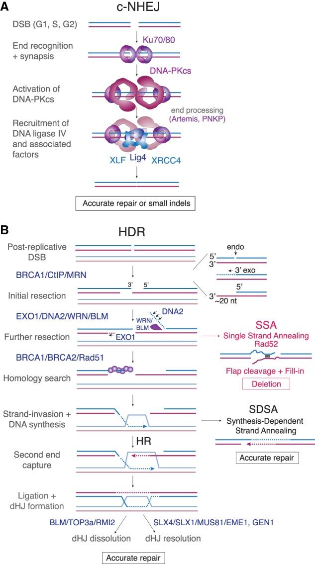 https://cdn.ncbi.nlm.nih.gov/pmc/blobs/2202/6938671/f825cde2ad2a/7f01.jpg