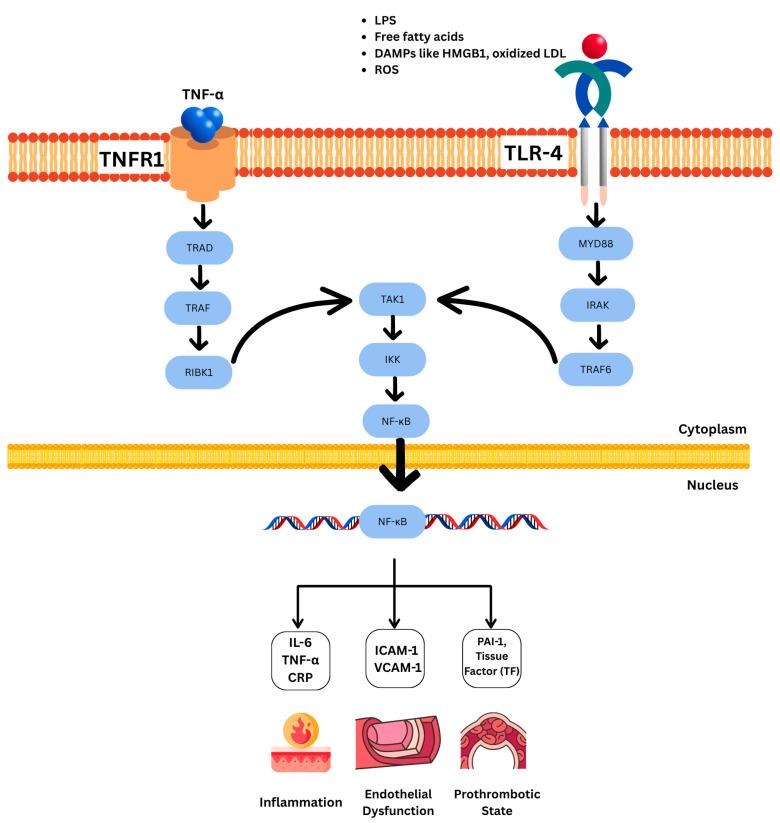 https://cdn.ncbi.nlm.nih.gov/pmc/blobs/2225/12389504/9c48dd9c13fc/nutrients-17-02656-g002.jpg
