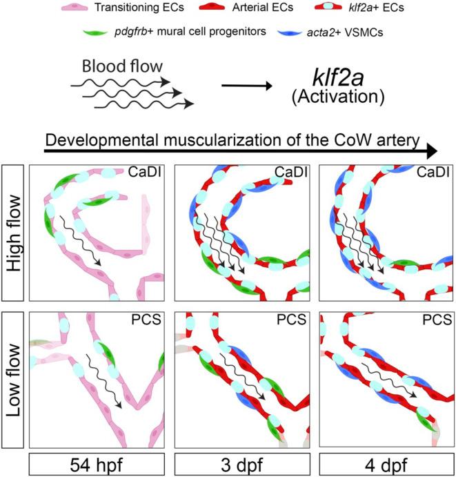 https://cdn.ncbi.nlm.nih.gov/pmc/blobs/2228/11236418/3882ca9d52b1/elife-94094-fig7.jpg