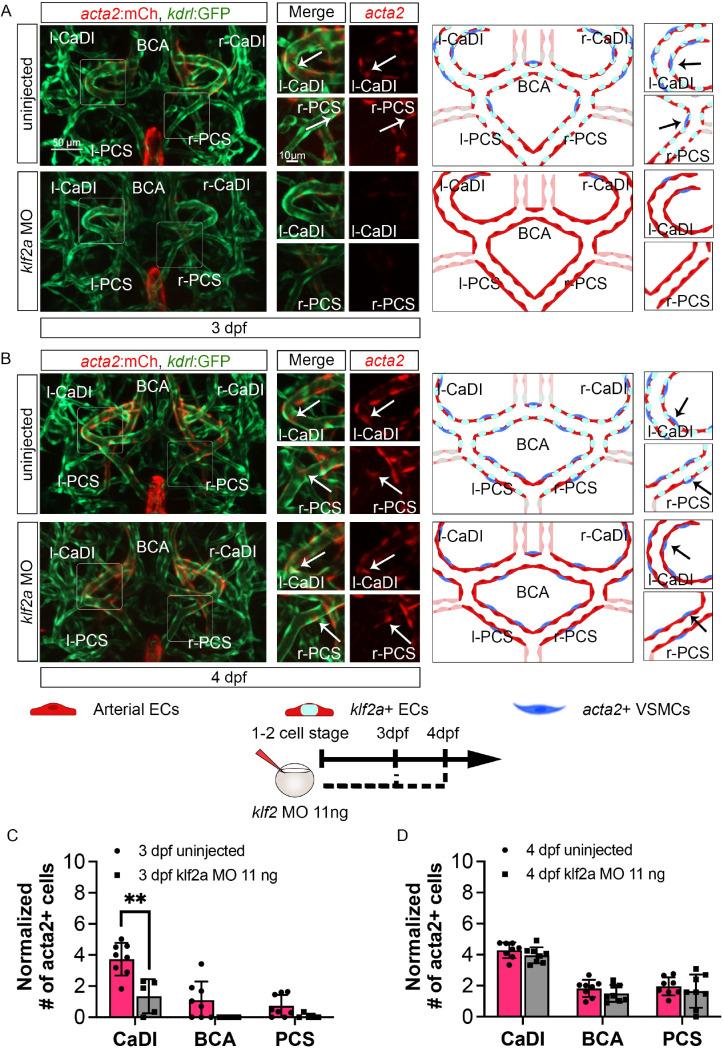 https://cdn.ncbi.nlm.nih.gov/pmc/blobs/2228/11236418/3b89b03912d9/elife-94094-fig6.jpg