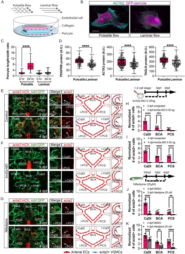 https://cdn.ncbi.nlm.nih.gov/pmc/blobs/2228/11236418/a7335a419cae/elife-94094-fig4.jpg