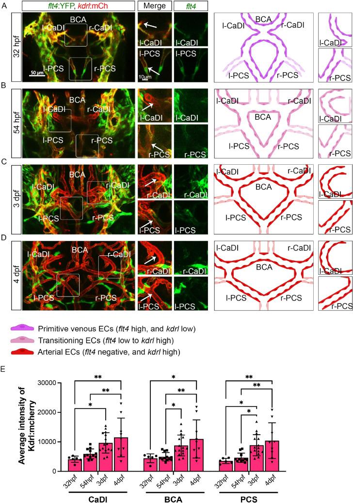 https://cdn.ncbi.nlm.nih.gov/pmc/blobs/2228/11236418/c42179a6261e/elife-94094-fig1.jpg