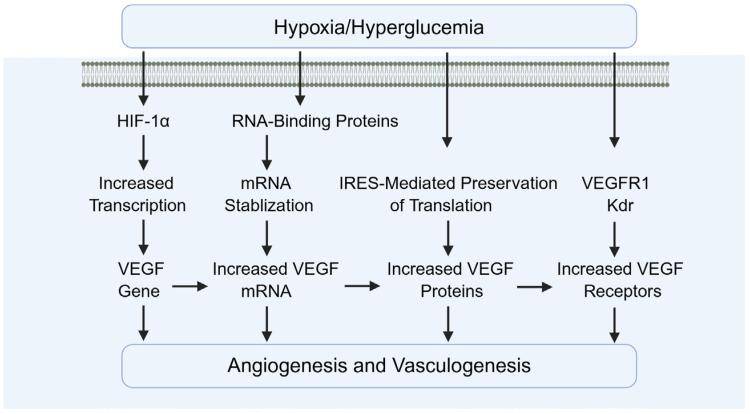 https://cdn.ncbi.nlm.nih.gov/pmc/blobs/22ad/12384140/2b1c65e7f641/biomolecules-15-01190-g011.jpg