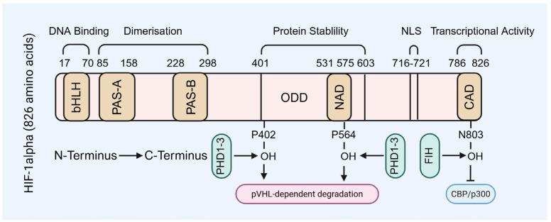 https://cdn.ncbi.nlm.nih.gov/pmc/blobs/22ad/12384140/700ae15c0c7f/biomolecules-15-01190-g001.jpg
