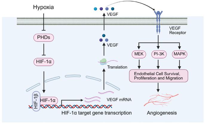 https://cdn.ncbi.nlm.nih.gov/pmc/blobs/22ad/12384140/b880e73d76ce/biomolecules-15-01190-g005.jpg